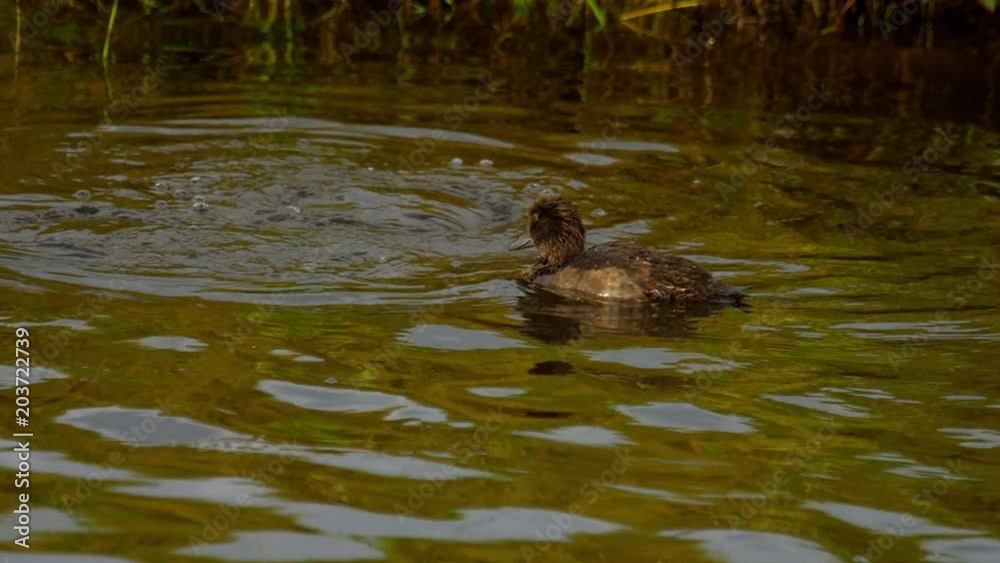 Mallard duckling swim and dive Mallard duckling swim and dive