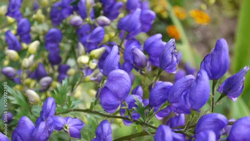 Aconitum. Blue beatuful flower in the garden Aconitum. Blue beatuful flower in the garden