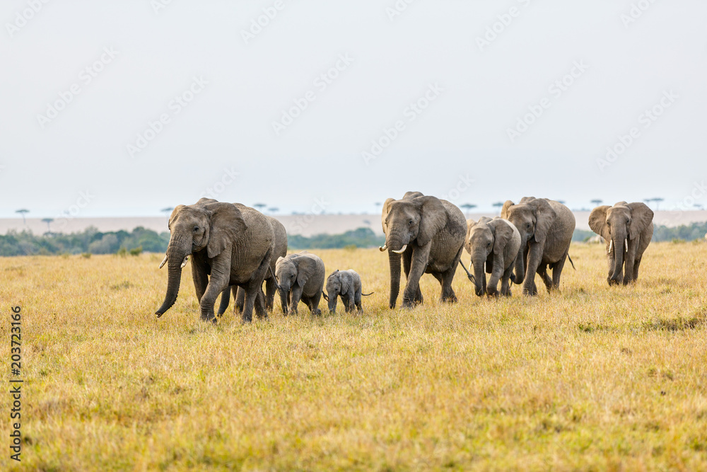 Naklejka premium Elephants in Africa