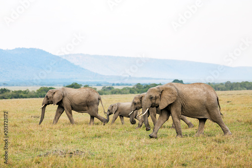 Elephants in Africa © BlueOrange Studio