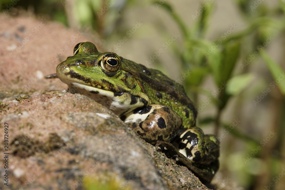 Teichfrosch ( Rana esculenta) sonnt sich auf einem Stein Teichfrosch ( Rana esculenta) sonnt sich auf einem Stein