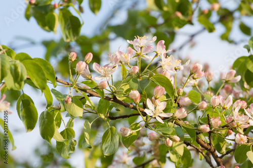 Blossoming apple tree. Flowering apple tree branches in spring. Apple tree flowers in spring time. Spring. Garden. Background.