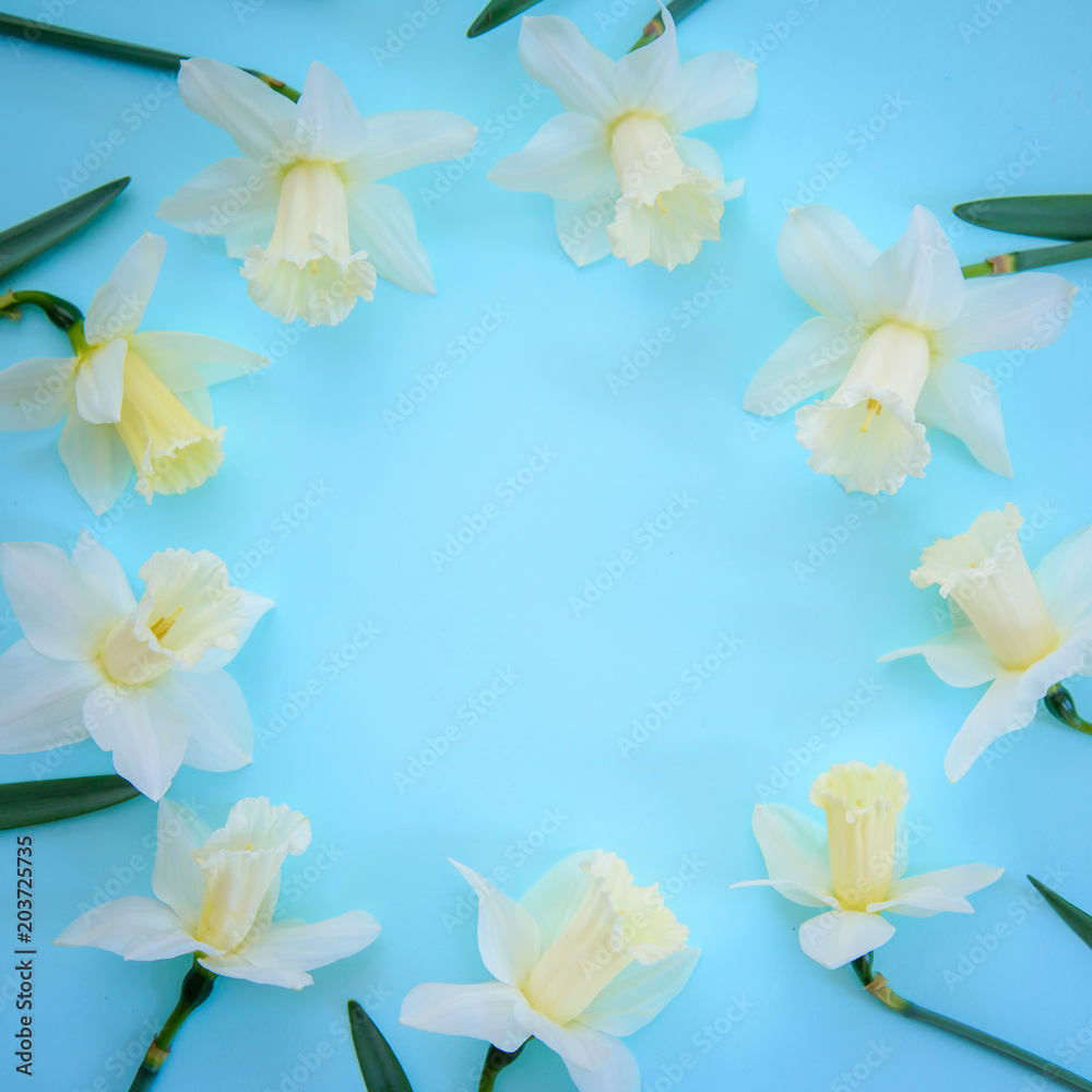 Light yellow daffodils on blue background