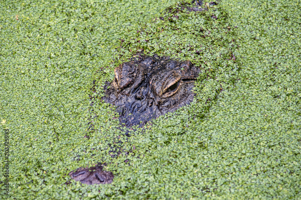 Naklejka premium Aligator in hiding