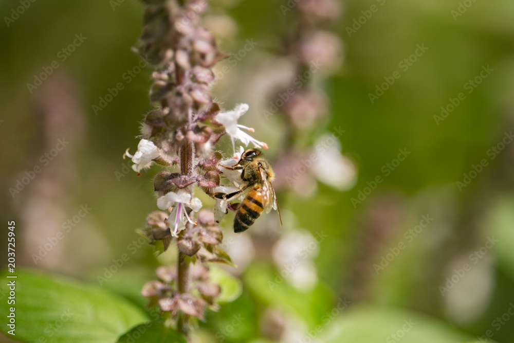 Flying Insect Flying Insect