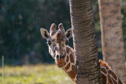Photography Giraffe Hide & Seek