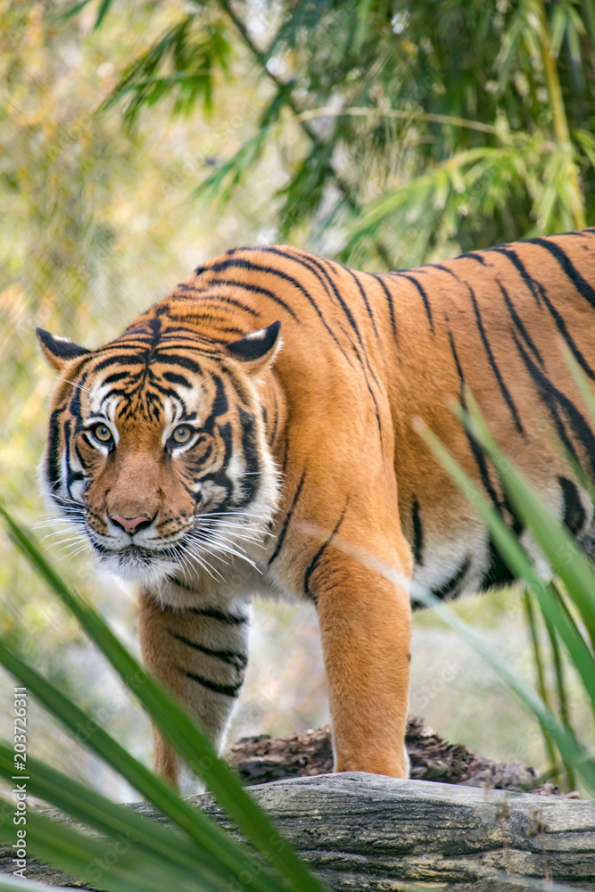 Obraz premium Beautiful Tiger