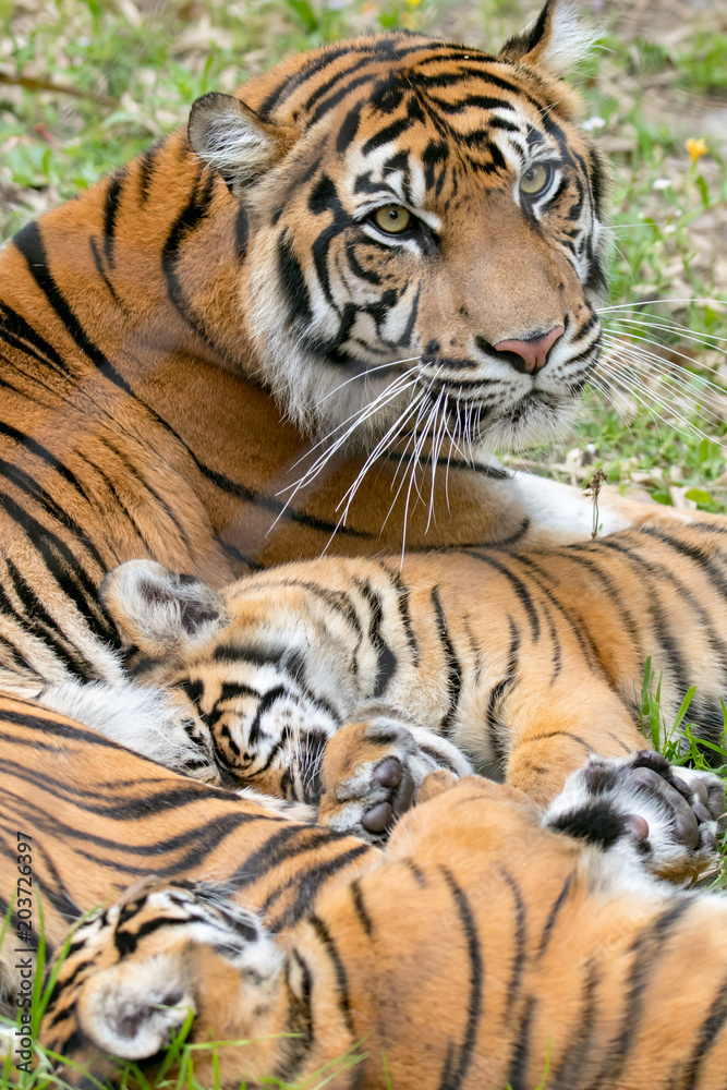 Tiger Family Time