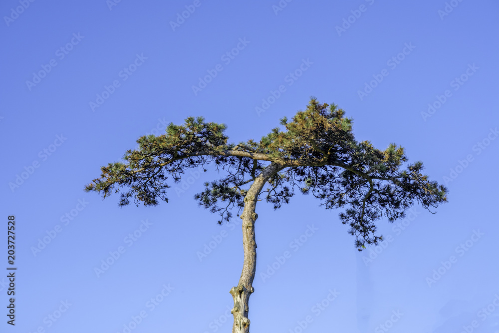 Fototapeta premium Lone Tree 