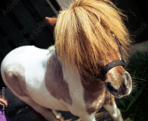 Stunning Skewbald Miniature Horse Up Close with Mane Covering Eyes
