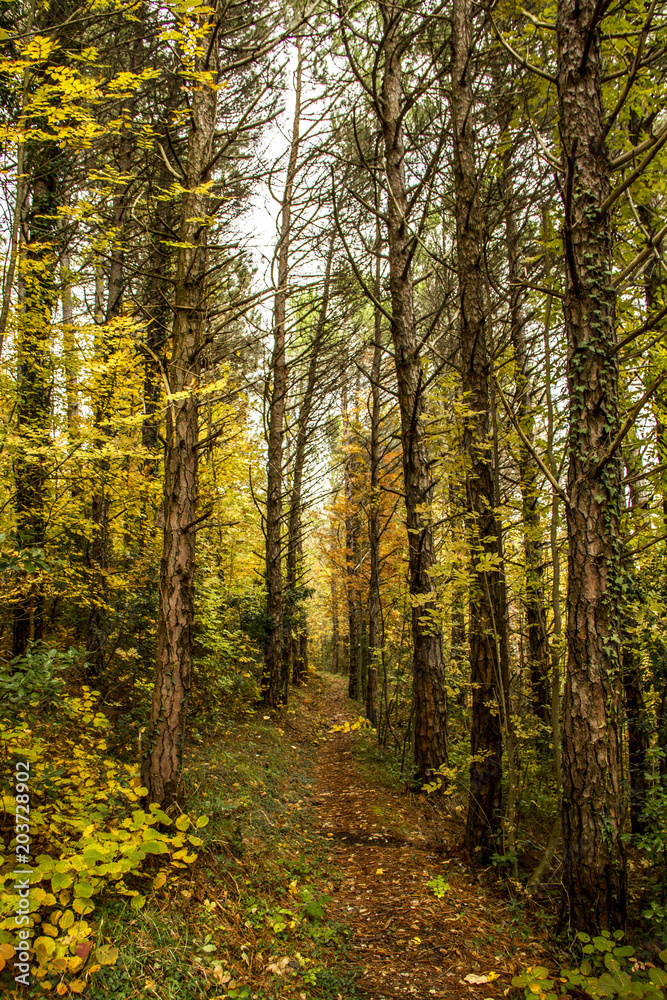 Fototapeta premium A trekking Woodpath in autumn in italy, at Genga near the Frasassi caves