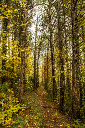 A trekking Woodpath in autumn in italy, at Genga near the Frasassi caves © dylandrog