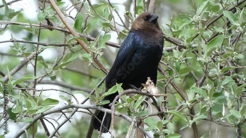 brown headed cowbird
