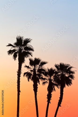 Palm tree silhouette at sunset in Huntington Beach  California