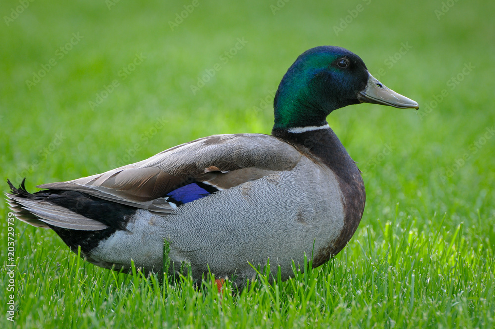 mallard duck mallard duck