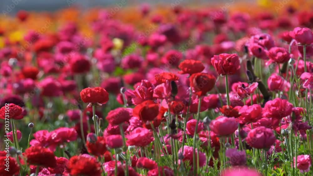 Closeup of Reddish Pink Flowers in Field Closeup of Reddish Pink Flowers in Field