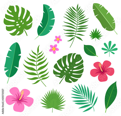 Set of tropical exotic plants leaves and flowers of plumeria and hibiscus isolated on white background. Vector illustration