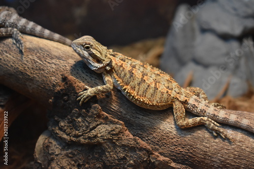 Lazy Lizard