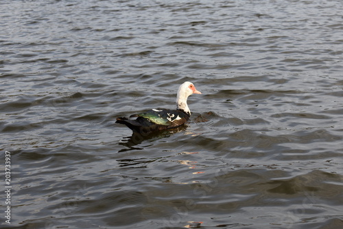 Duck