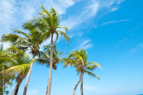 Landscape of coconut palm tree on tropical beach in summer.