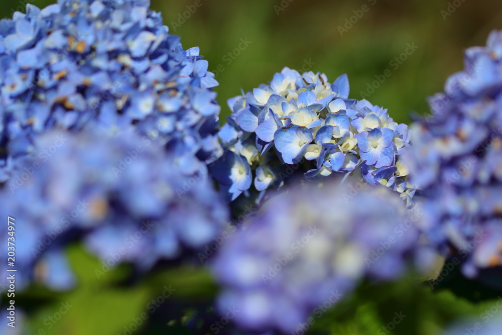 紫陽花