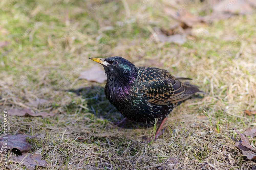 portrait of a curious starling closeup portrait of a curious starling closeup
