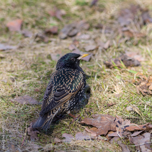 curious starling in spring