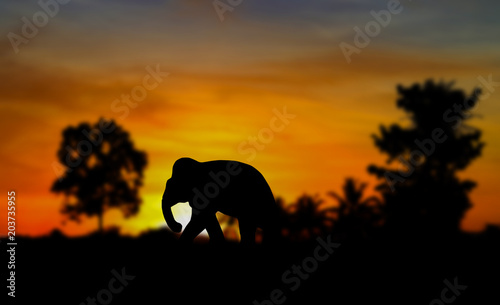 silhouette elephant animals wildlife walking in twilight sunset beautiful.  blurred background. with copy space add text