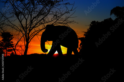  silhouette elephant family herd animals wildlife evacuate walking in twilight sunset beautiful background. with copy space add text