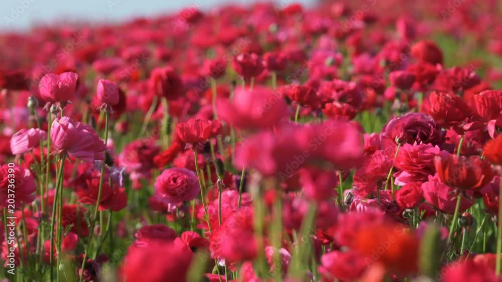 Flower Field Soft Focus In and Out 07 Reddish Pink Flower Field Soft Focus In and Out 07 Reddish Pink