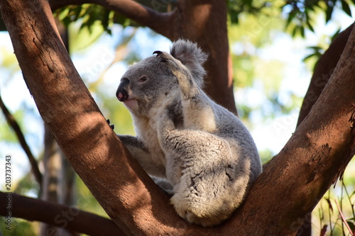 Fototapeta Naklejka Na Ścianę i Meble -  Lazy Koala