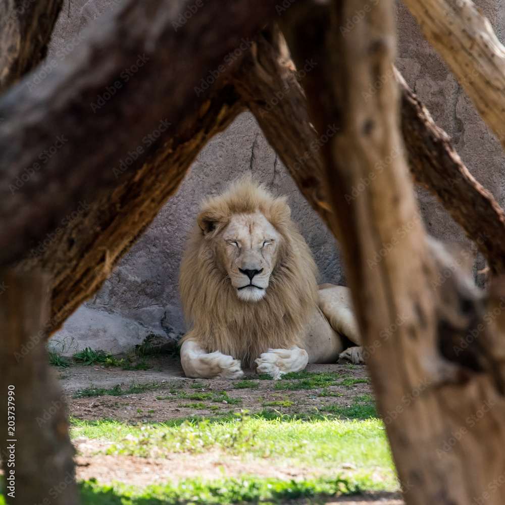 Obraz premium Sleeping Lion