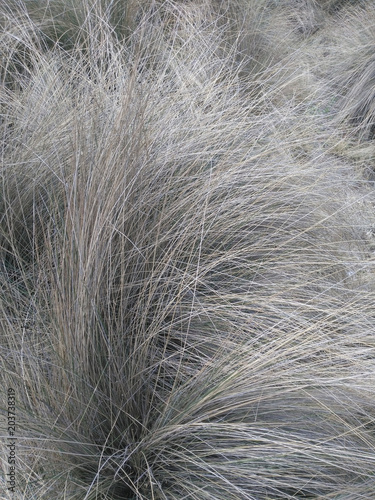 Closeup of dry bushy grass