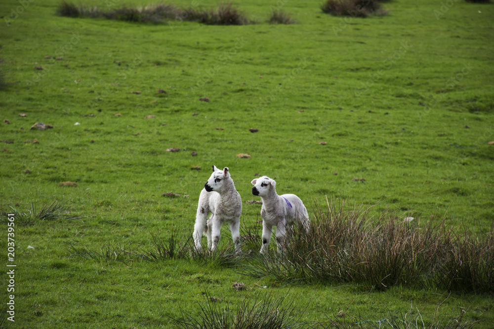 Fototapeta premium two little lambs on the fields with blue sky backgrounds