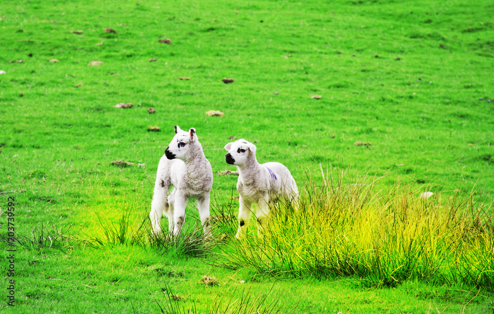 two little lambs on the fields with blue sky backgrounds two little lambs on the fields with blue sky backgrounds