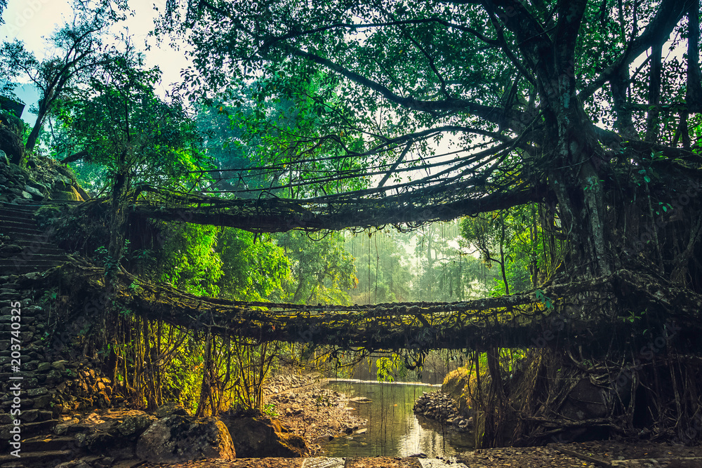 Ταπετσαρία Living roots bridge formed by training tree roots over years to knit together near Nongriat village, cherrapunji, Meghalaya, India