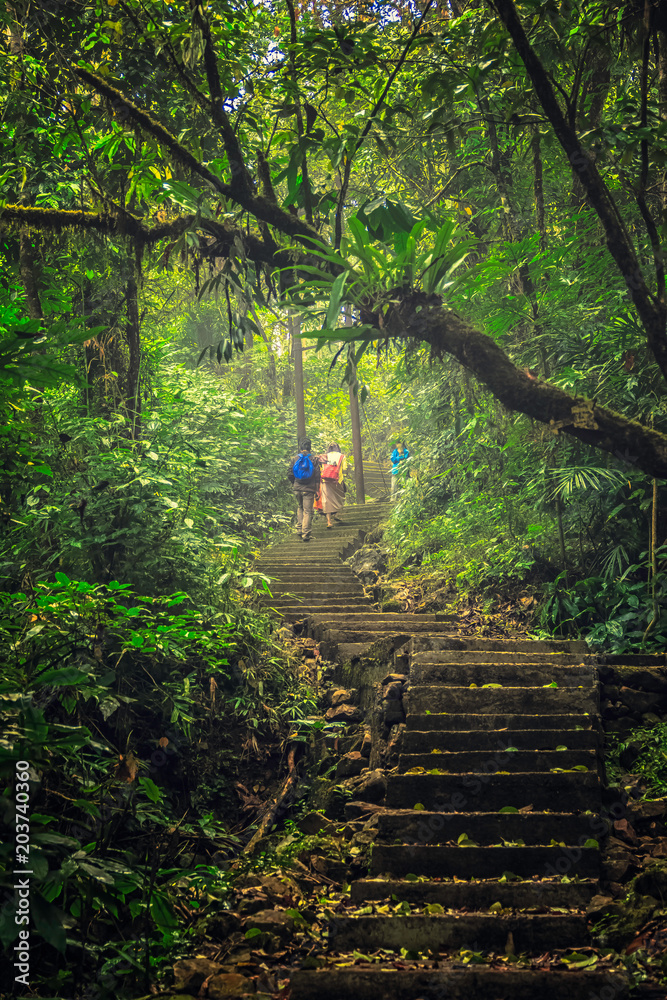 Φωτογραφία Living roots bridge formed by training tree roots over years to knit together near Nongriat village, cherrapunji, Meghalaya, India