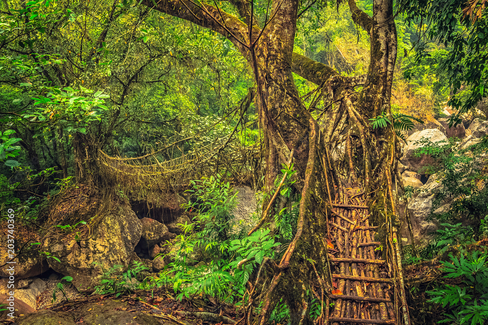 Φωτογραφία Living roots bridge formed by training tree roots over years to knit together near Nongriat village, cherrapunji, Meghalaya, India