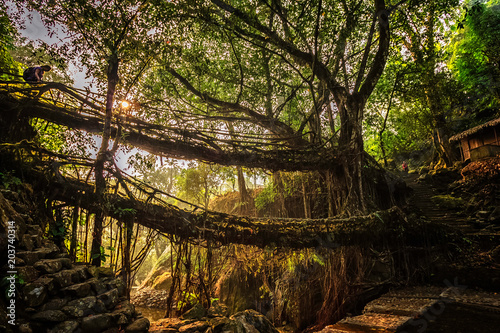 Living roots bridge formed by training tree roots over years to knit together near Nongriat village, cherrapunji, Meghalaya, India. photo