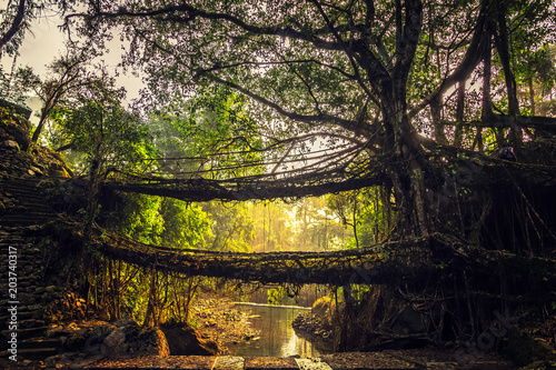Tableau sur toile Living roots bridge formed by training tree roots over years to knit together near Nongriat village, cherrapunji, Meghalaya, India