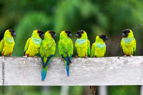 Beautiful colorful parakeets, known as Nanday Parakeet, at Pantanal in Mato Grosso do Sul, Brazil photo