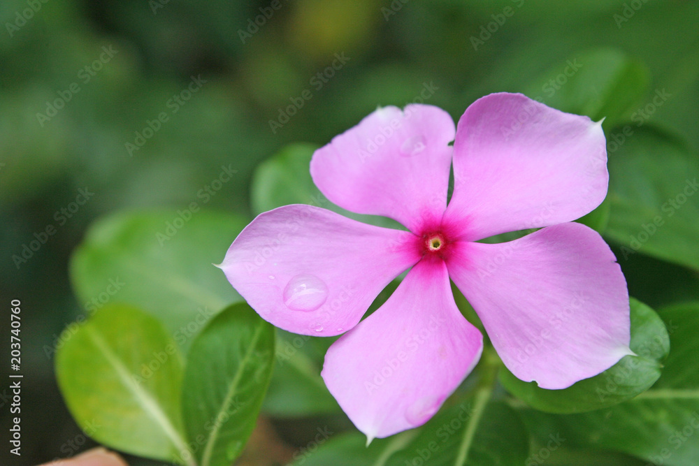 Catharanthus roseus blooming with water drops in garden background Catharanthus roseus blooming with water drops in garden background