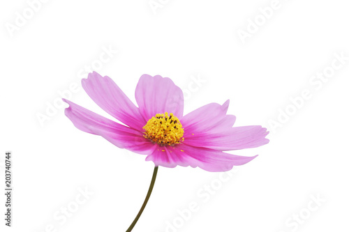 Close up mexican aster flower isolated on white background © Amphawan