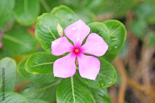 Catharanthus roseus blooming with water drops natural garden background
