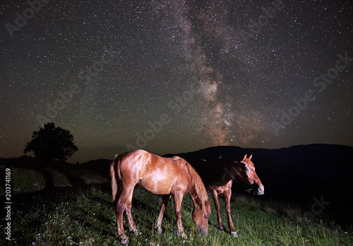 Two beautiful free horses grazing at night in the mountains under amazing night sky full of stars and Milky way