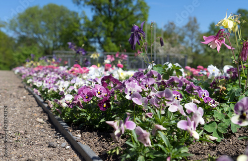 Blumenbeet / wunderschönes Blumen in einem Blumenbeet