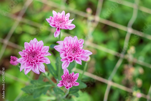 Beautiful Pink or Purple chrysanthemum flower blooming in garden. Soft focus. © THAWEERAT