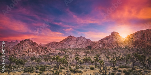 Quadro su tela Desert Sunset - Joshua Tree National Park