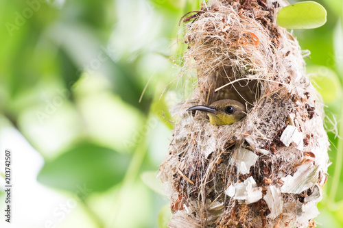Bird in Hanging Nest with Forest Background
