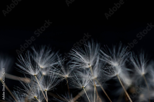Fototapeta Naklejka Na Ścianę i Meble -  Dandelion flower seeds close up macro shot isolated on black background.